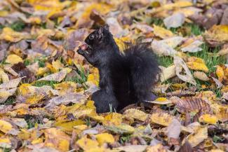 Black squirrel eating a nut in a leaf pile