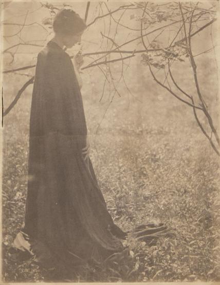 Among the Branches (Letitia Felix)