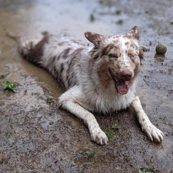 Dog playing in mud